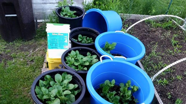 11251898_10153351726443417_3629501641454139811_n