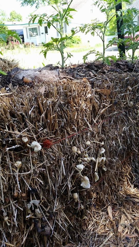 bales mushroom