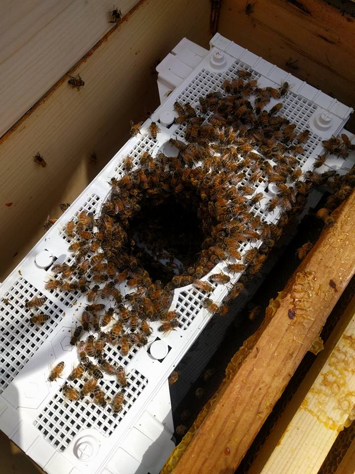 bee bus in hive